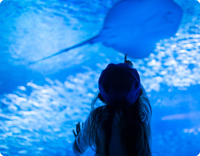 probleu convocatoria